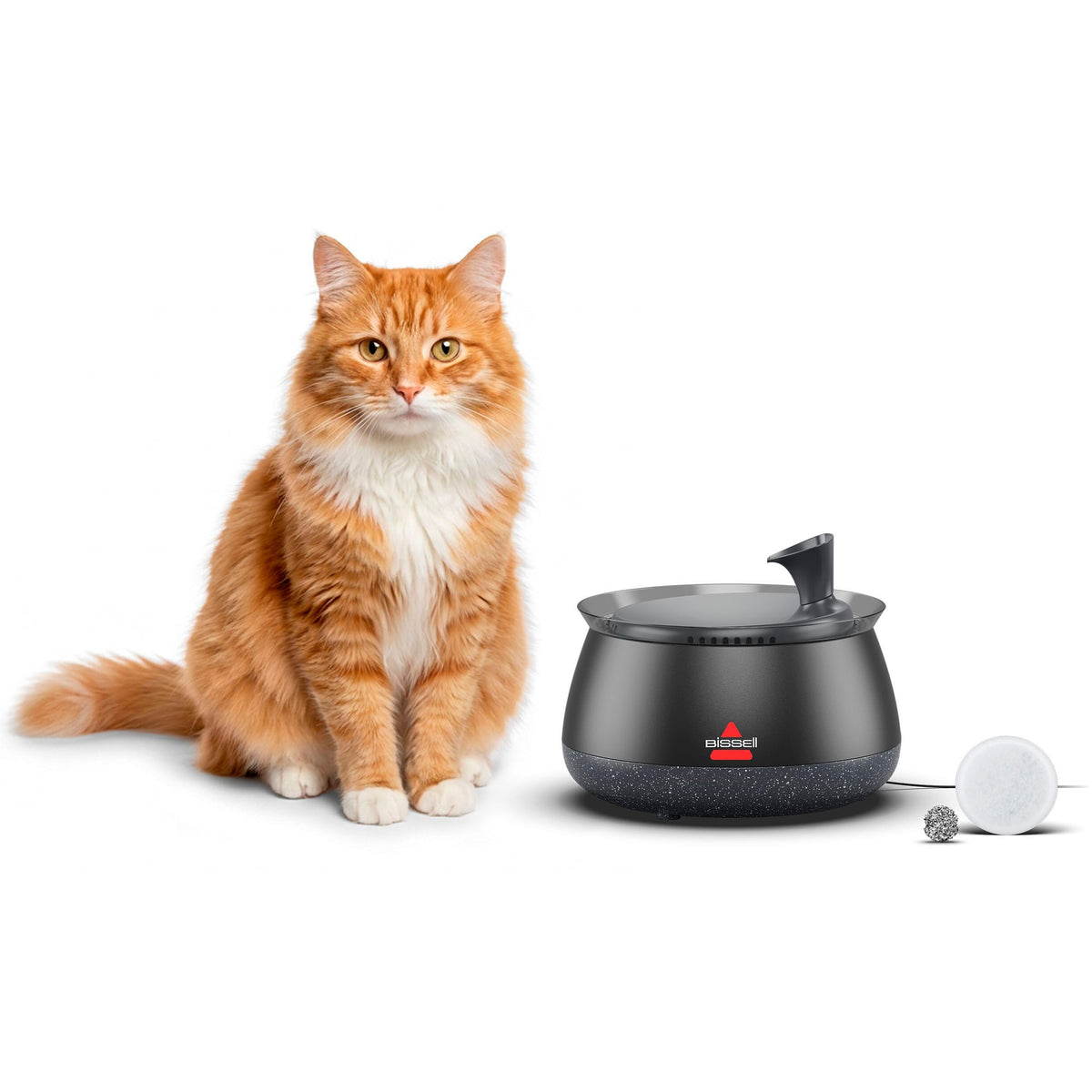 Cat Water Fountain & Filter Options