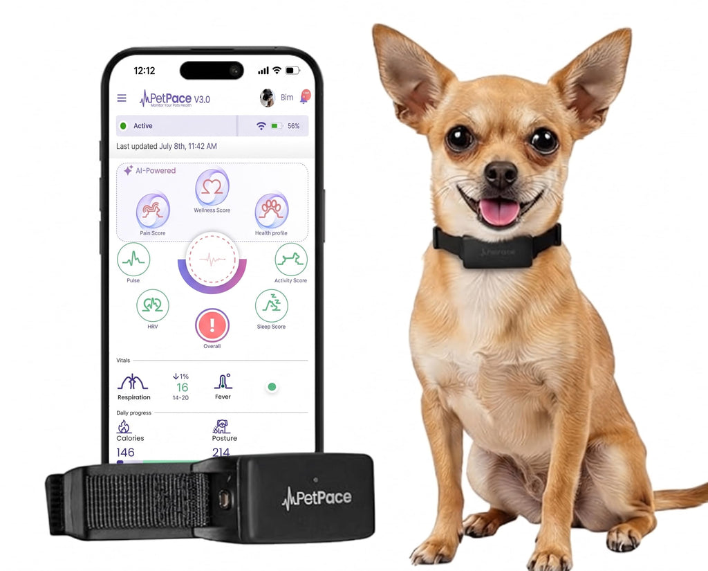 Smart Dog Health & GPS Collar