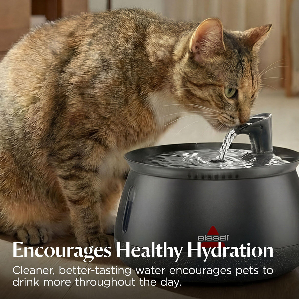 Cat Water Fountain & Filter Options