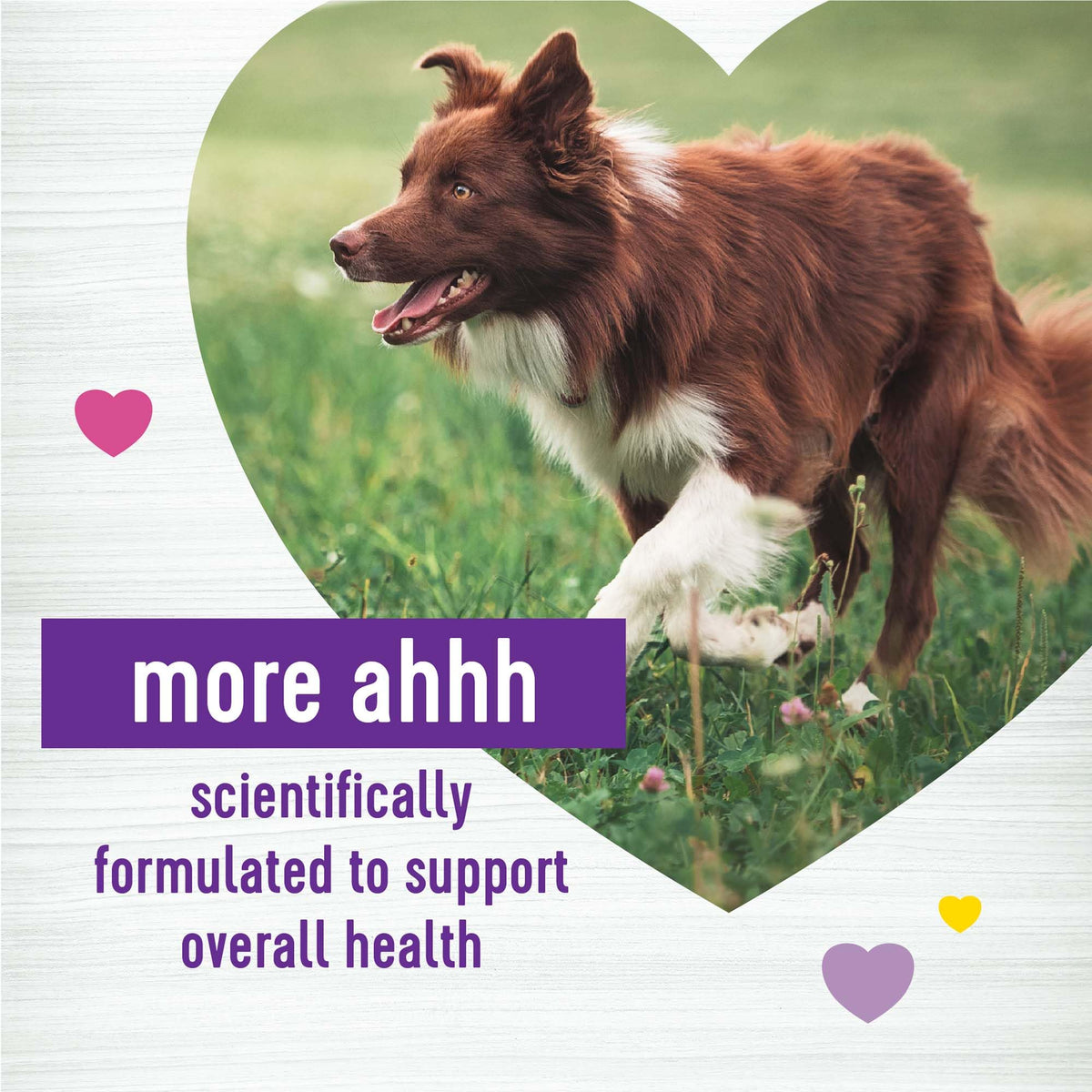 Skin & Coat Dog Supplement Chews