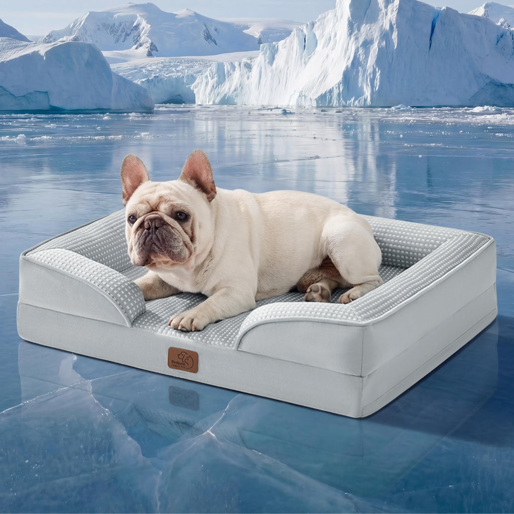 Bolstered Foam Dog Bed