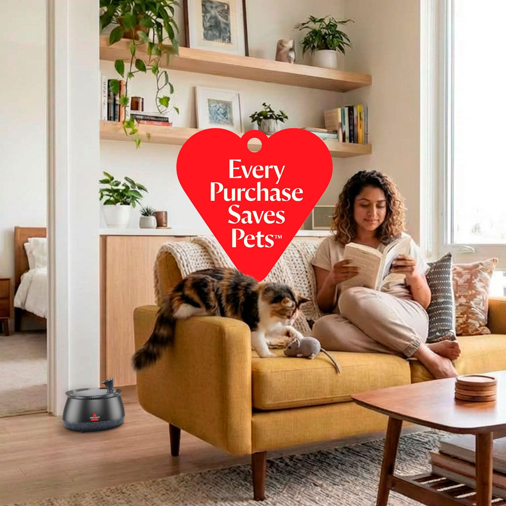 Cat Water Fountain & Filter Options